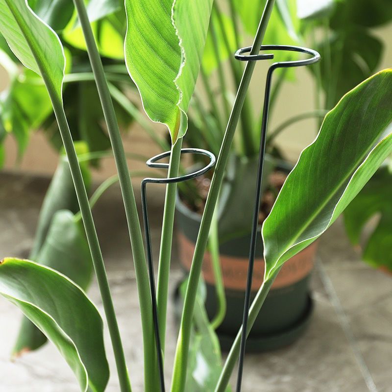 1/10pcs Garden Support Stake R - Gardening Tools Holder recensie en prijs