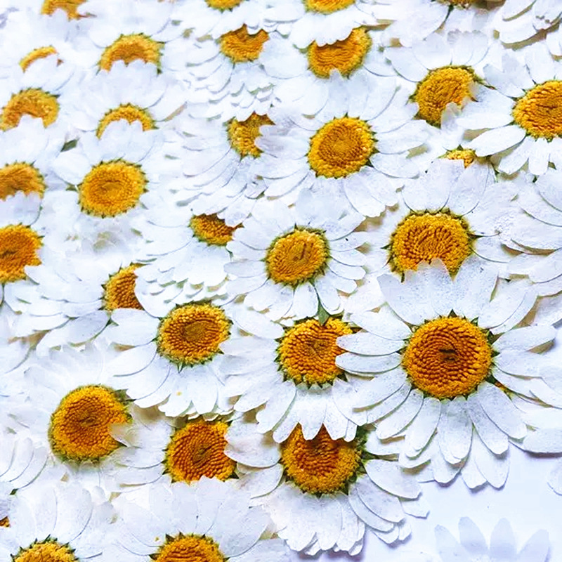 100Pcs Natural White Crystal C - Gardening Tools Diy recensie en prijs