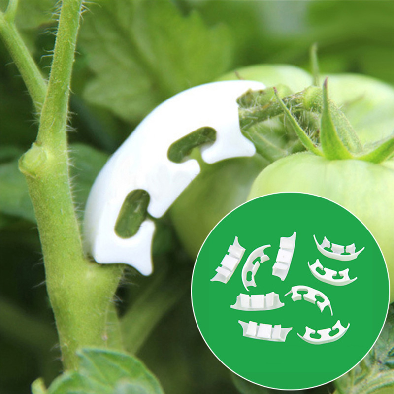 50/100pcs Botany-stem Vine Str - Gardening Tools Holder recensie en prijs