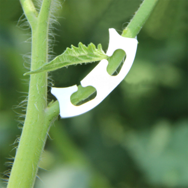 50/100pcs Botany-stem Vine Str - Gardening Tools Holder recensie en prijs